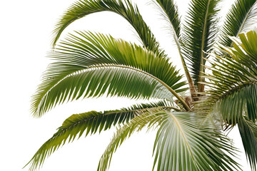 Fototapeta premium Lush Green Palm Tree Isolated on Clean White Background for Tropical Design Projects