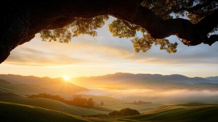 A view of the sun setting through a tree in the middle of a field