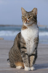 Tabby cat sitting on a wooden pier on the beach in summer. Cat sitting on a wooden pier by the sea.