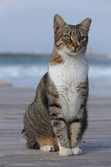 Tabby cat sitting on a wooden pier on the beach in summer. Cat sitting on a wooden pier by the sea.