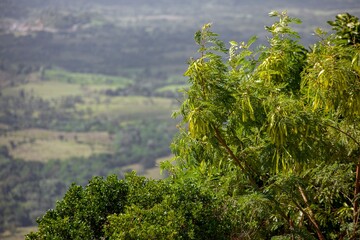 Lush vegetation overlooking rolling hills in montana redonda, dominican republic