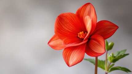 Fototapeta premium A single red flower with green leaves on a gray background