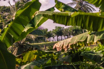 Banana leaves framing lush tropical vegetation in montana redonda, dominican republic