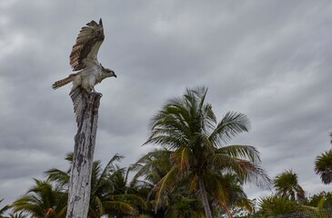 Osprey perching on weathered post in tropical landscape