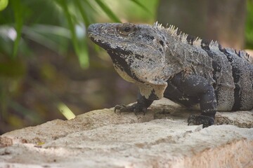 Black spiny-tailed iguana resting on a rock wall in tropical setting