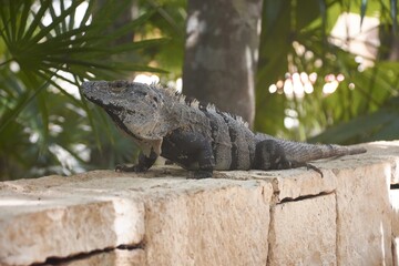 Black spiny-tailed iguana resting on a stone wall in tropical garden