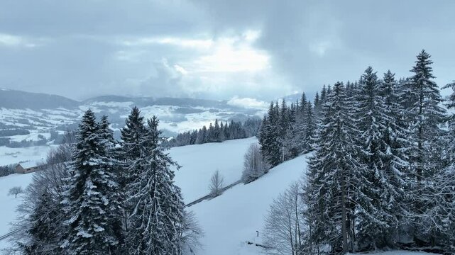 flight over a snowy spruce and fir forest landscape in the alpine landscape of the Bregenz Forest in  Vorarlberg next to Sulzberg, Austria