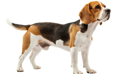 beagle dog sitting on a white background , transparent
