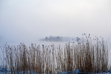 View through the reeds of a small island in the fog.