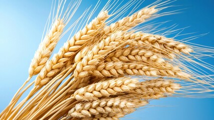 A bunch of ripe wheat against a blue sky