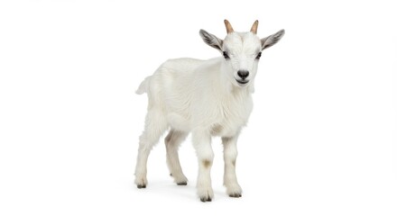 Obraz premium Middle Aged White Goat on white background, Goat isolated on white background. Young white hornless goat in full growth isolated on white background. Portrait of a farm animal with selective focus. 