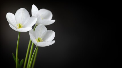 Fototapeta premium Three white flowers in a vase on a black background