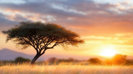 Obraz premium A lone tree in the middle of a grassy field at sunset