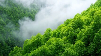 A view of a lush green forest covered in fog
