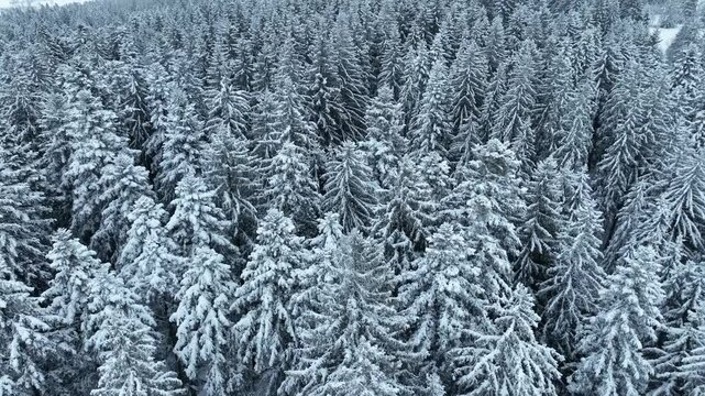 flight over a snowy spruce and fir forest landscape in the alpine landscape of the Bregenz Forest in  Vorarlberg next to Sulzberg, Austria