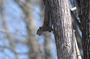 squirrel on a tree