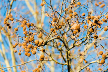 Baum im Herbst vor blauem Himmel