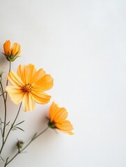 Fototapeta premium Close-up image of three vibrant orange cosmos flowers against a white background, showcasing delicate petals and stems.