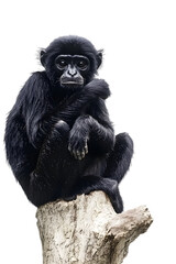 Fototapeta premium Animal, Spider Monkey, Amazon Rainforest, Nature, Art, Image, with Transparent Background PNG, for Stickers, T-Shirt Print, Cap, Mug, Flip Flops, Mousepad, Transparent PNG