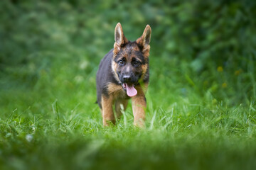 german shepherd puppy