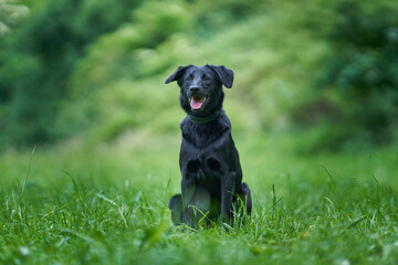 black labrador retriever
