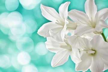 Close-up shot of a bouquet of white flowers