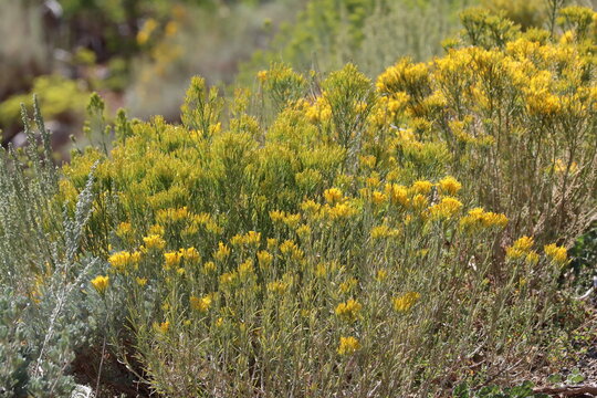 Showy Gray Rabbitbrush, Ericameria Nauseosa Speciosa, a darling native monoclinous shrub displaying racemose discoid head inflorescences during late Summer in the Eastern Sierra Nevada Mountains.