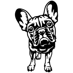 French Bulldog Dog Breed - Pet Vector Cut file, Dog Silhouette Stencil - Cricut file