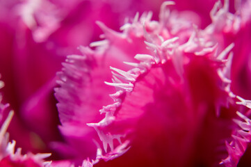close up of pink flower