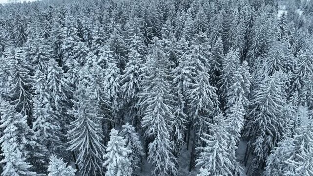 flight over a snowy spruce and fir forest landscape in the alpine landscape of the Bregenz Forest in  Vorarlberg next to Sulzberg, Austria