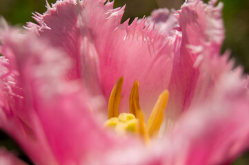 close up of pink tulip