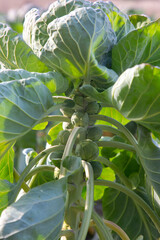 Brussels sprouts field. Agriculture concept.