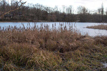 Cattails and reeds on river on frozen river