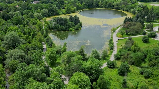 Polluted green pond water in an urban park environment. Toxic growth of cyanobacteria algae blooms have taken over the imbalance in the ecosystem.