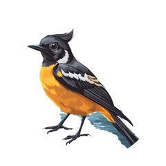 Obraz premium Mato Grosso Antbir Bird, Amazon Rainforest, Nature, Art, Image, with Transparent Background PNG, for Stickers, T-Shirt Print, Cap, Mug, Flip Flops, Mousepad, Transparent PNG