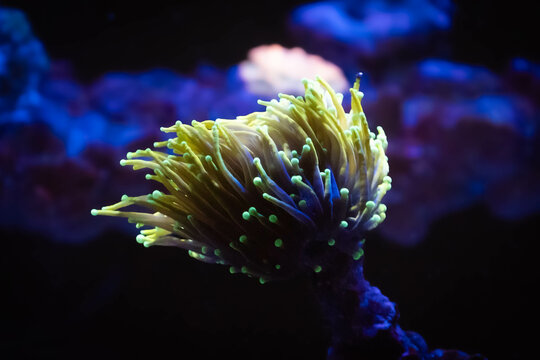 Euphyllia Torch