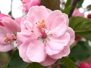 Royal Raindrops Crabapple tree flower, Colorado