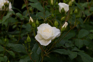 roses, rose bush, white roses