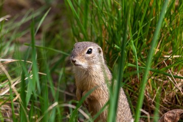 European ground squirrel, Spermophilus citellus