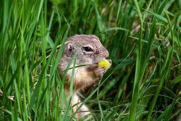 European ground squirrel, Spermophilus citellus