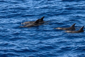 Group of rough toothed dolphins, Steno bredanensis