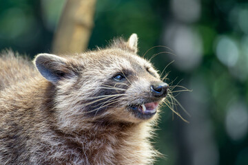 portrait of a raccoon