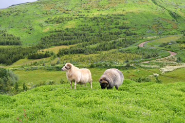 Two sheep grazing in the north of Iceland