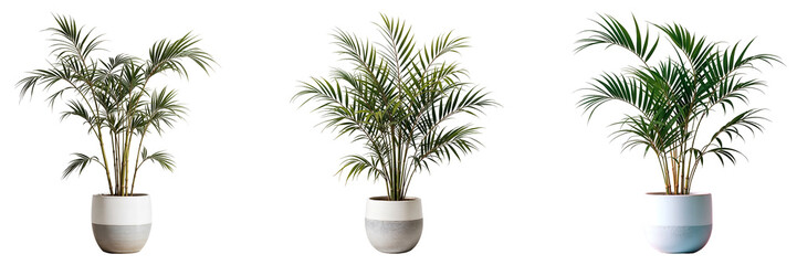 Fototapeta premium Set of various bamboo palm plants in pots isolated on transparent background.