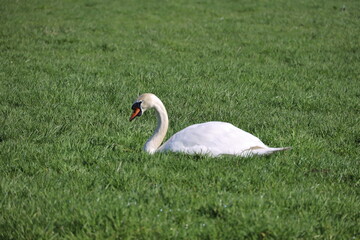 Swan on the Meadows of the low Zuidplaspolder where the new village Cortelande will arise