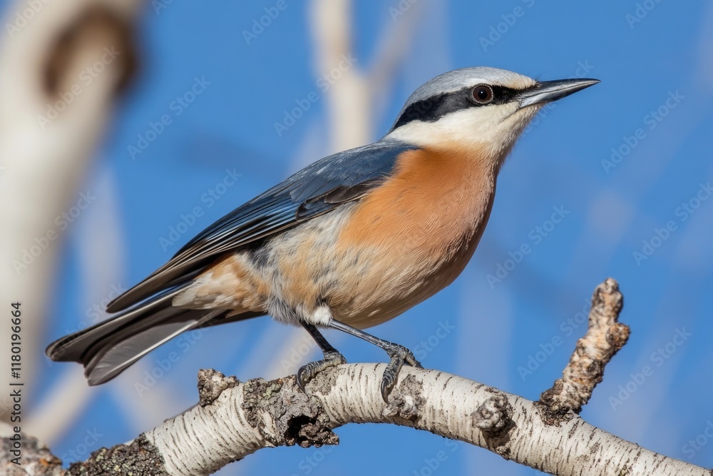 Poster A bird sitting on a branch of a tree