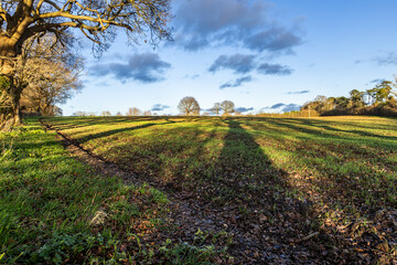 A rural Sussex farm landscape on a late afternoon in January, with tree shadows over a field
