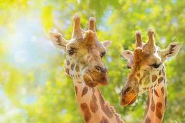Two giraffes close-up, love, wild animal behaviour, animal with a long neck, zoology, animal world, animal protection.
