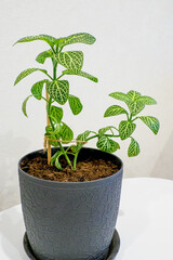 Indoor plant Fittonia in a flower pot. The Acanthus family.