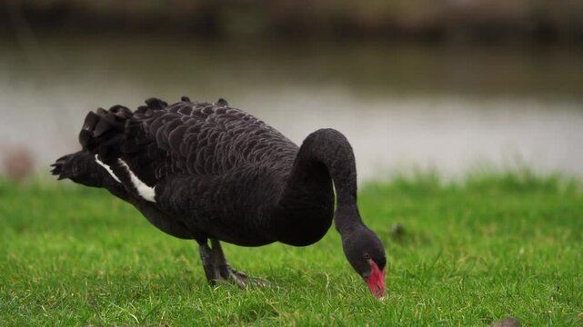 A black swan (Cygnus atratus) foraging in a grassland - slow motion